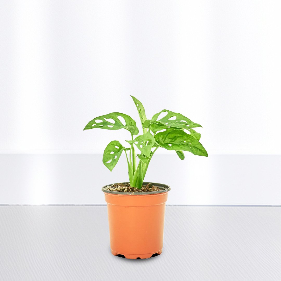 Monstera Adansonii